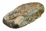 Polished Dinosaur Bone (Gembone) Section - Utah #151445-1